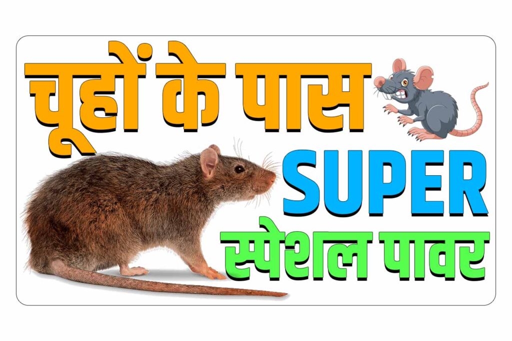 Amazing facts about rats