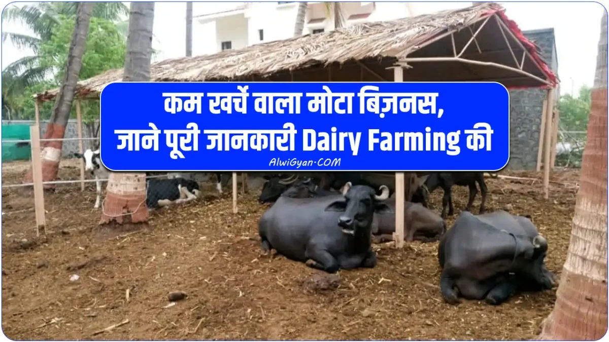 dairy farming business plan